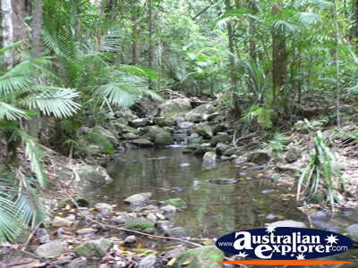 Rainforest at Coopers Creek . . . CLICK TO VIEW ALL COOPERS CREEK POSTCARDS