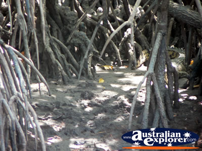 Mangroves at Cooper Creek . . . CLICK TO VIEW ALL COOPERS CREEK POSTCARDS