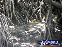 Mangroves at Cooper Creek . . . CLICK TO ENLARGE