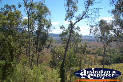 Great shot of trees off the Cunningham Highway . . . CLICK TO VIEW ALL CUNNINGHAM HIGHWAY POSTCARDS