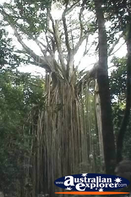 Curtain Fig Tree From Distance . . . CLICK TO VIEW ALL CURTAIN FIG TREE POSTCARDS