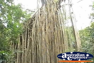 Side of Curtain Fig Tree . . . CLICK TO VIEW ALL CURTAIN FIG TREE POSTCARDS