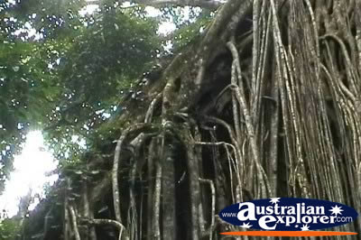Curtain Fig Tree Close Up . . . CLICK TO VIEW ALL CURTAIN FIG TREE POSTCARDS