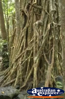 Curtain Fig Tree Roots . . . CLICK TO VIEW ALL CURTAIN FIG TREE POSTCARDS