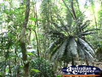 Landscape of Daintree Rainforest . . . CLICK TO ENLARGE