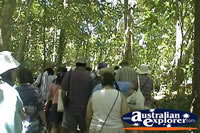 Fitzroy Island Rainforest Walk . . . CLICK TO ENLARGE