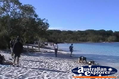 Fraser Island Lake Mckenzie . . . VIEW ALL FRASER ISLAND (75 MILE BEACH) PHOTOGRAPHS