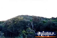 Fraser Island Rainforest Tree Trunk . . . CLICK TO ENLARGE