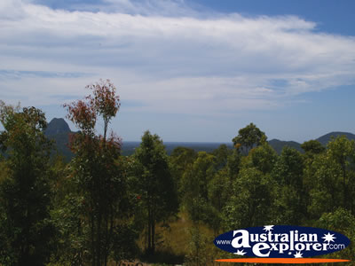 Glasshouse Mountain Trees . . . CLICK TO VIEW ALL GLASS HOUSE MOUNTAINS POSTCARDS