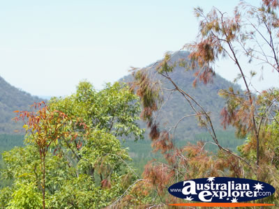 Trees in the Glasshouse Mountains . . . CLICK TO VIEW ALL GLASS HOUSE MOUNTAINS POSTCARDS