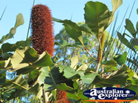 Plantlife of the Gold Coast Botanic Gardens . . . CLICK TO ENLARGE
