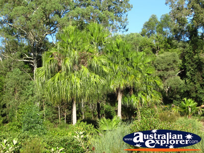 Forestry in the Gold Coast Botanic Gardens . . . CLICK TO VIEW ALL GOLD COAST BOTANIC GARDENS POSTCARDS