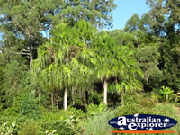 Forestry in the Gold Coast Botanic Gardens . . . CLICK TO ENLARGE