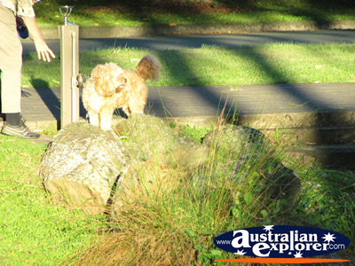 Walking the Dog  . . . CLICK TO VIEW ALL GOLD COAST BOTANIC GARDENS POSTCARDS