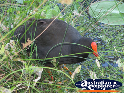 Moorhen in the Grass  . . . CLICK TO VIEW ALL GOLD COAST BOTANIC GARDENS POSTCARDS