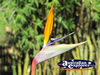 Bird of Paradise . . . CLICK TO ENLARGE