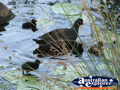 Moorhens in the Water  . . . CLICK TO VIEW ALL GOLD COAST BOTANIC GARDENS POSTCARDS