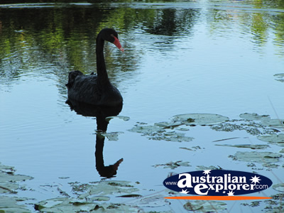 Black Swan on the Water . . . CLICK TO VIEW ALL GOLD COAST BOTANIC GARDENS POSTCARDS