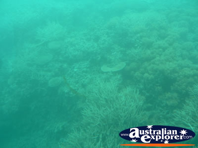 Coral in the Great Barrier Reef . . . CLICK TO VIEW ALL GREAT BARRIER REEF POSTCARDS