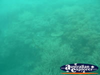 Coral in the Great Barrier Reef . . . CLICK TO ENLARGE