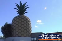 Big Pineapple at Gympie . . . CLICK TO ENLARGE