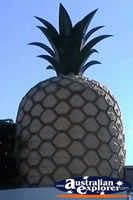Big Pineapple in Gympie . . . CLICK TO ENLARGE