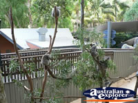 Koalas in the Hamilton Island Zoo . . . CLICK TO ENLARGE