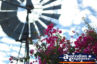 Flowers and Windmill . . . VIEW ALL ILFRACOMBE PHOTOGRAPHS