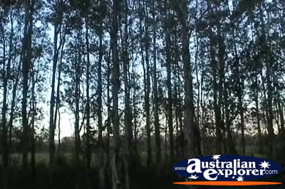 Ingham Farmland Trees . . . VIEW ALL INGHAM PHOTOGRAPHS