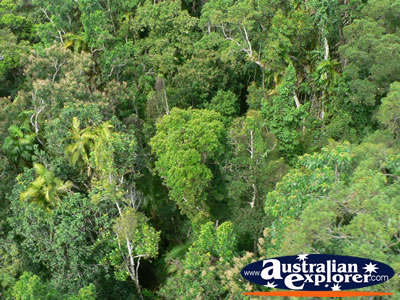 Kuranda Forest . . . VIEW ALL KURANDA SCENIC RAILWAY PHOTOGRAPHS