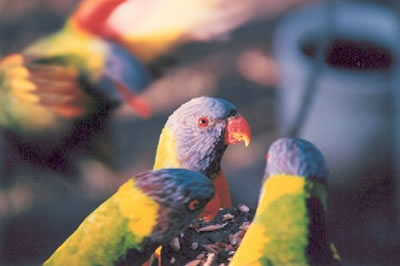 Lake Awoonga Birds . . . CLICK TO VIEW ALL LAKE AWOONGA POSTCARDS
