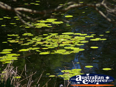 Lilypads on Lake Baroon . . . CLICK TO VIEW ALL LAKE BAROON POSTCARDS