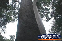 Lake Barrine Kauri Trees . . . CLICK TO ENLARGE