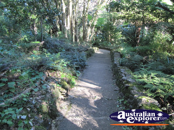 Botanic Gardens Walking Track . . . CLICK TO VIEW ALL LAMINGTON NATIONAL PARK POSTCARDS