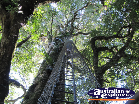 Tree Top Platform View from Ground . . . CLICK TO VIEW ALL LAMINGTON NATIONAL PARK POSTCARDS