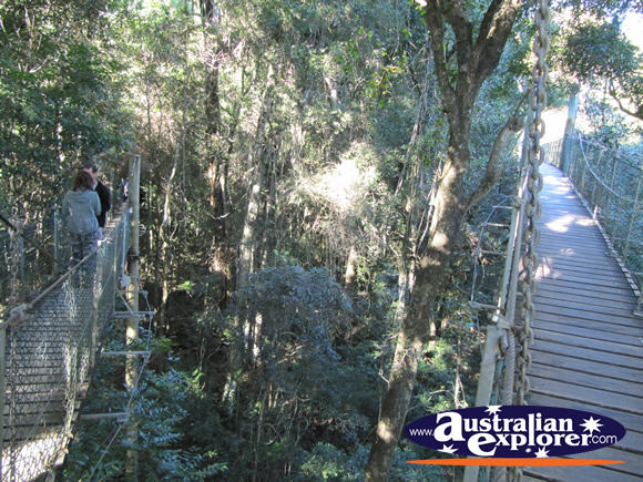 Tree Top Walking Track . . . CLICK TO VIEW ALL LAMINGTON NATIONAL PARK POSTCARDS