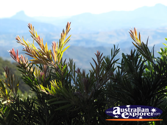 View from O'Reillys Lookout . . . CLICK TO VIEW ALL LAMINGTON NATIONAL PARK POSTCARDS