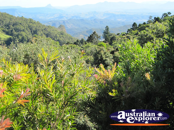 Landscape View from O'Reillys . . . VIEW ALL LAMINGTON NATIONAL PARK PHOTOGRAPHS