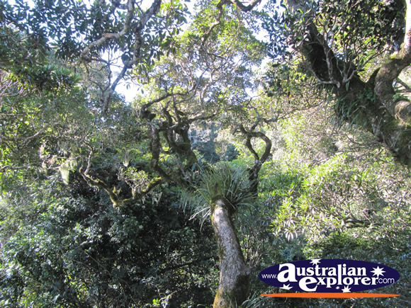 Tree View from Viewing Platform . . . CLICK TO VIEW ALL LAMINGTON NATIONAL PARK POSTCARDS