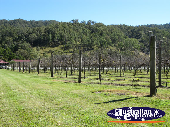 View of Vineyard . . . CLICK TO VIEW ALL LAMINGTON NATIONAL PARK POSTCARDS
