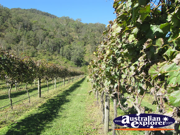Vines at the Vineyard . . . CLICK TO VIEW ALL LAMINGTON NATIONAL PARK POSTCARDS