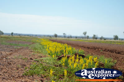 Dirt Track landscape . . . CLICK TO VIEW ALL LONGREACH POSTCARDS