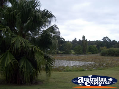 Lilyponds in Mapleton . . . CLICK TO VIEW ALL MAPLETON(LILYPONDS) POSTCARDS