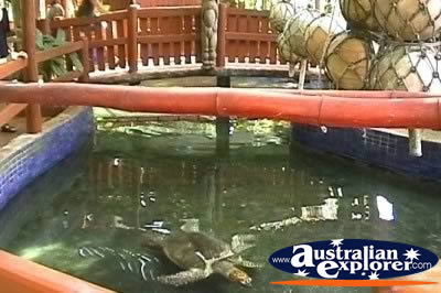 Marineland Melanesia Turtles . . . VIEW ALL MARINELAND MELANESIA PHOTOGRAPHS