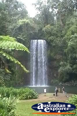 Millaa Millaa Falls from a Distance . . . CLICK TO VIEW ALL MUNGALLI FALLS POSTCARDS