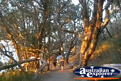 Noosa Heads National Park Trees . . . CLICK TO VIEW ALL NOOSA HEADS NP POSTCARDS