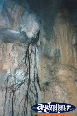 Olsens Capricorn Caves Fig Roots . . . CLICK TO VIEW ALL OLSENS CAPRICORN CAVES POSTCARDS