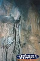 Olsens Capricorn Caves Fig Roots . . . CLICK TO ENLARGE