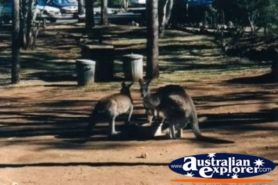 Olsens Capricorn Caves Kangaroos . . . VIEW ALL OLSENS CAPRICORN CAVES PHOTOGRAPHS