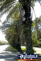 Port Douglas Palm Tree . . . CLICK TO ENLARGE